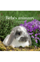 Calendrier bebes animaux 2024