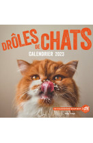 Calendrier mural - drôles de chats 2023