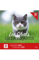 Les chats - calendrier 2025