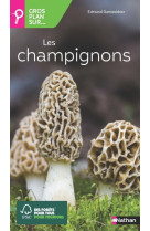 Gros plan sur les champignons