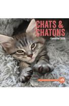 Calendrier mural chats et chatons 2025