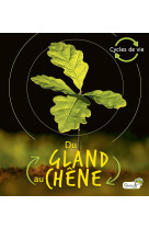 Du gland au chêne