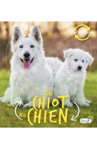 Du chiot au chien