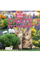 Chats et chatons