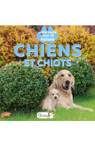 Chiens et chiots