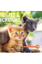 Calendrier mural chats et chatons 2022