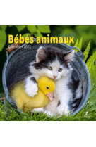 Bébés animaux - calendrier 2022