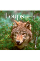 Loups - calendrier 2023