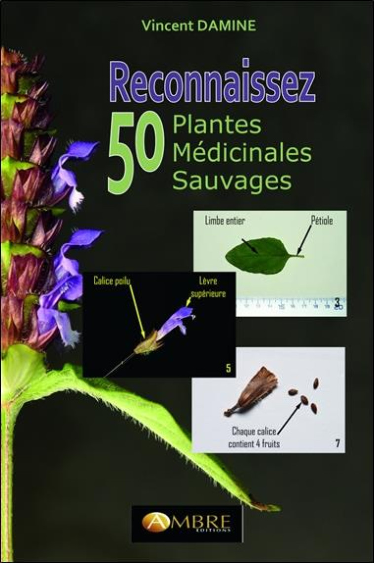 RECONNAISSEZ 50 PLANTES MEDICINALES SAUVAGES - DAMINE VINCENT - AMBRE