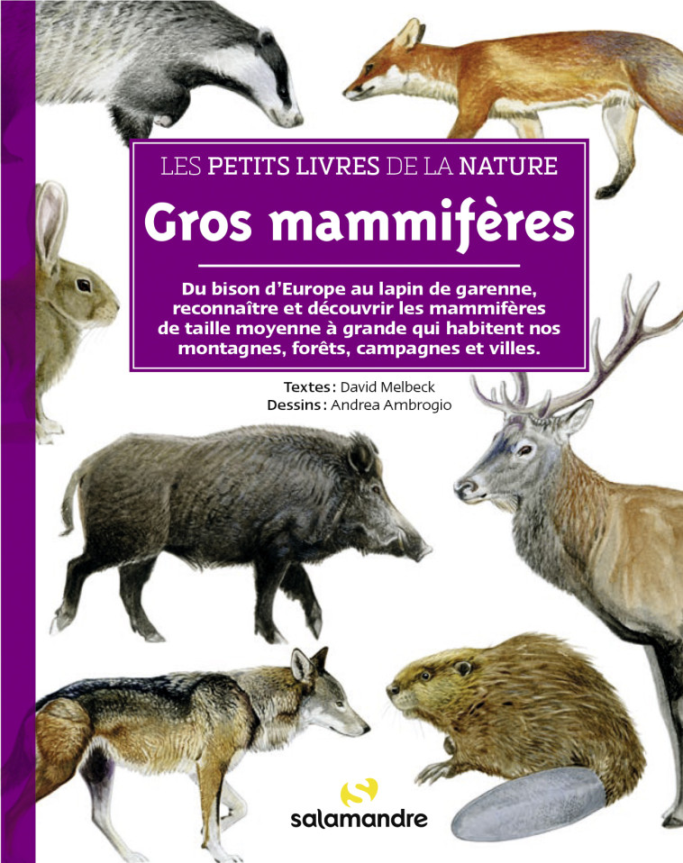 Les petits livres de la nature - Gros mammifères - David Melbeck, Andrea Ambrogio - LA SALAMANDRE