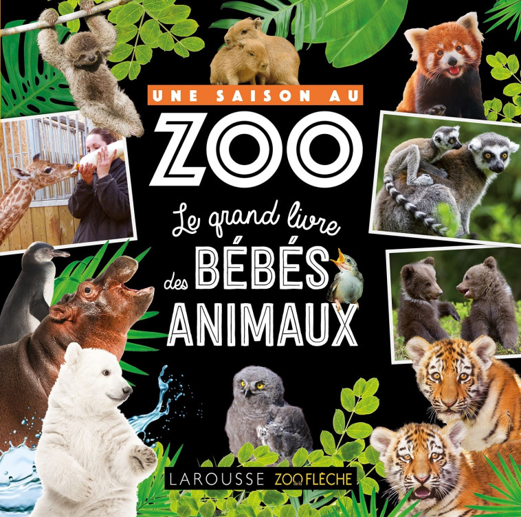 Une saison au zoo Le grand livre des bébés animaux - Aurore Meyer - LAROUSSE