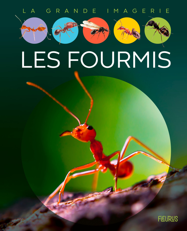 Les fourmis - Sabine Boccador - FLEURUS