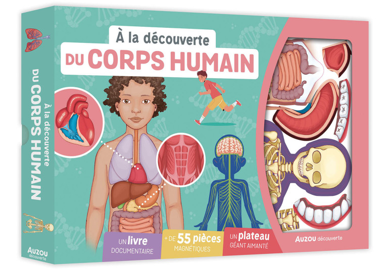 A LA DÉCOUVERTE DU CORPS HUMAIN - Adèle PEDROLA - AUZOU